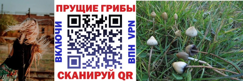 Галлюциногенные грибы Psilocybine cubensis  Барыш 